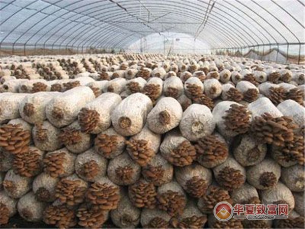 蘑菇种植加盟